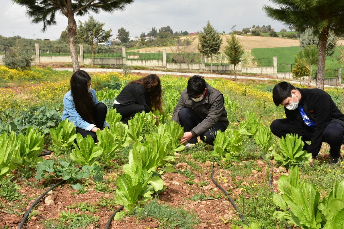 Lise &ouml;ğrencileri okul bah&ccedil;esinde sebze-meyve yetiştiriyor