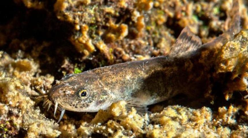 Van'ın ikinci balık türü tescillendi: Van Gölü küçük mercan balığı