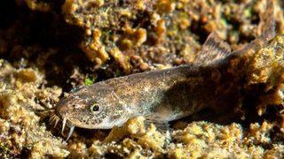 Van'ın ikinci balık türü tescillendi: Van Gölü küçük mercan balığı