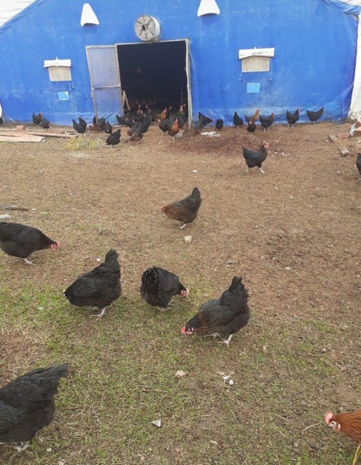 Balıkesir Üniversitesi, bölge hayvancılığına güç katıyor G2