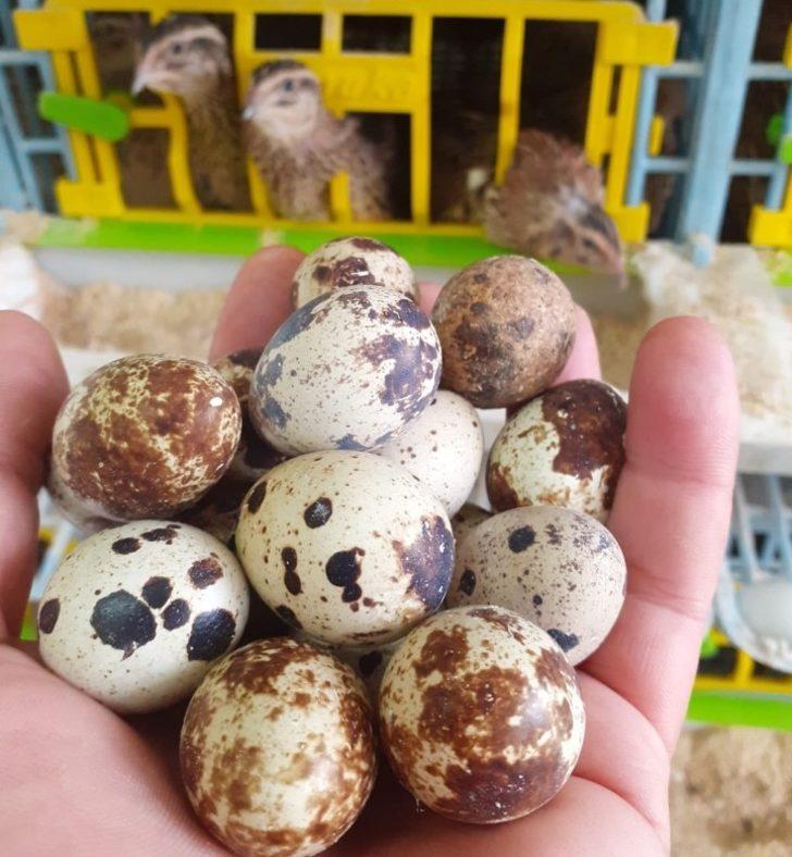 Balıkesir Üniversitesi, bölge hayvancılığına güç katıyor G3