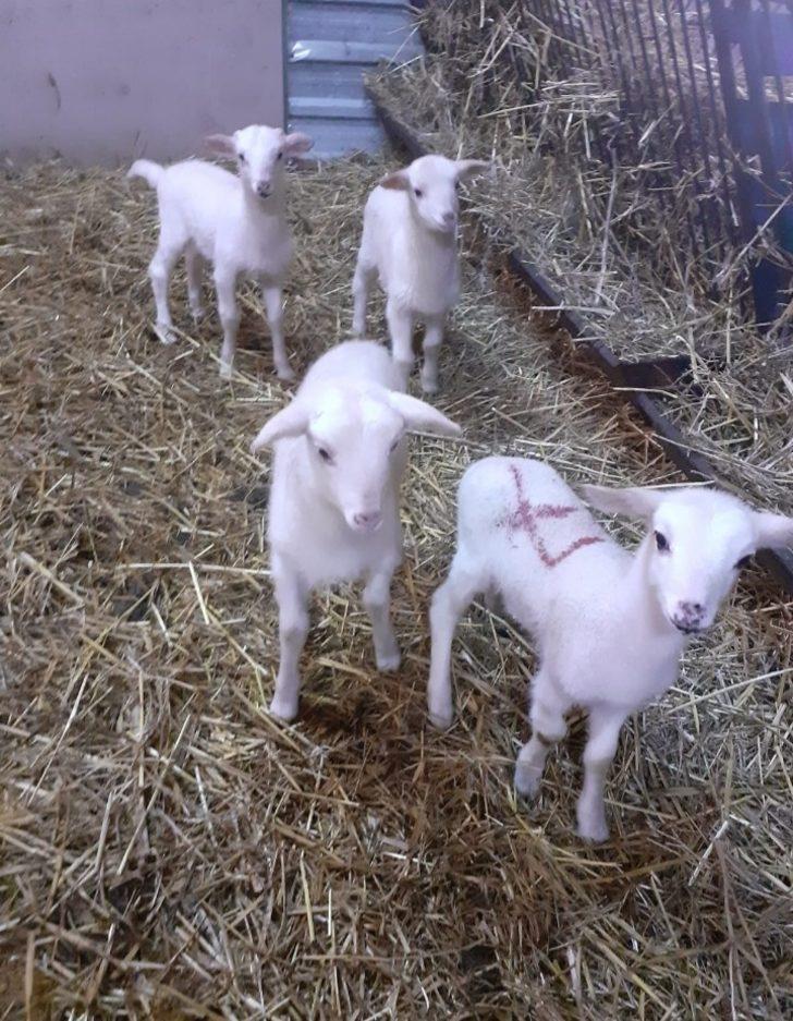 Balıkesir Üniversitesi, bölge hayvancılığına güç katıyor G4