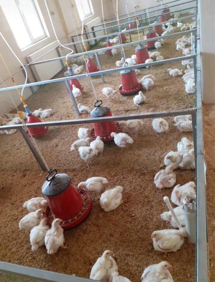 Balıkesir Üniversitesi, bölge hayvancılığına güç katıyor G5