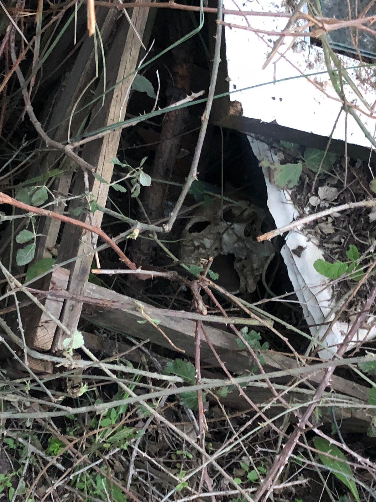 Koyun otlatan &ccedil;oban, boşaltılan domuz &ccedil;iftliğinde kafatası buldu