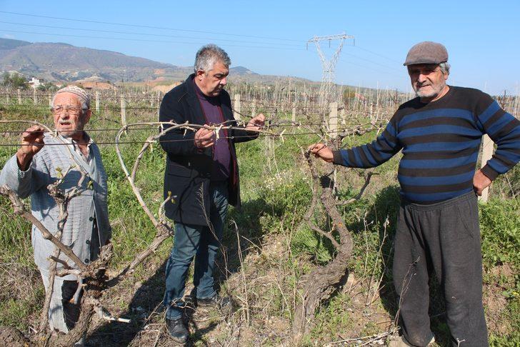 Manisa’da üzüm bağlarını önce kar sonra don vurdu G2