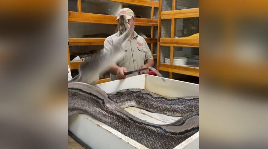 Yumurtalarını koruyan dev pitonun saldırısından refleks ile kurtuldu