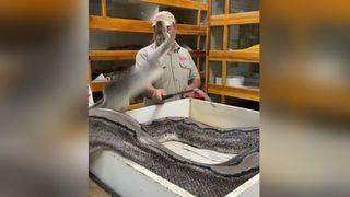 Yumurtalarını koruyan dev pitonun saldırısından refleks ile kurtuldu