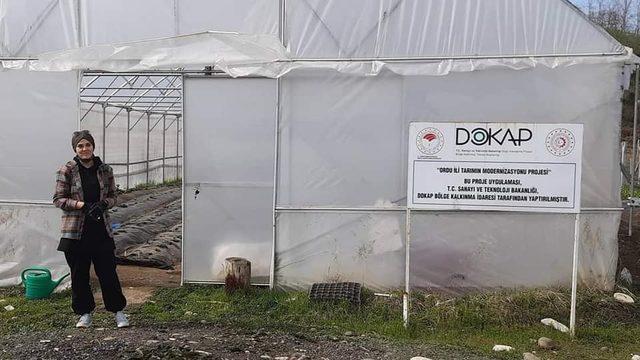 Fatsa’da örtü altı çilek yetiştiriciliği yaygınlaşıyor
