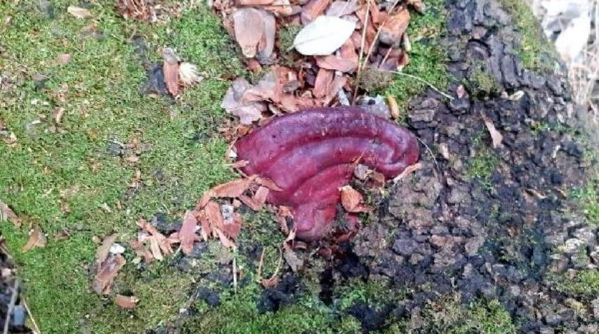 Kuşadası'nda 'ölümsüzlük mantarı' bulundu