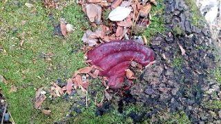 Kuşadası'nda 'ölümsüzlük mantarı' bulundu