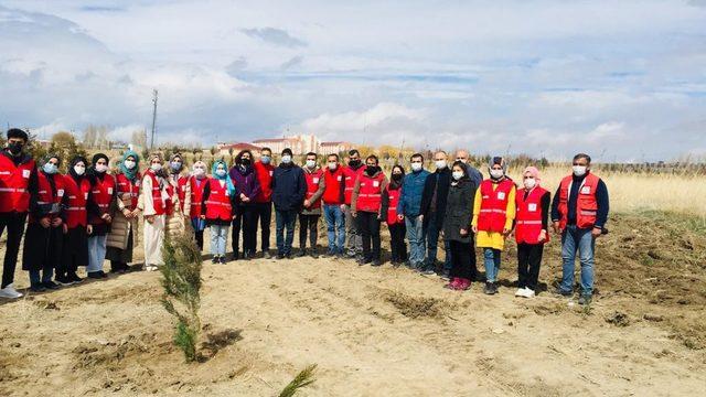 Van’da fidan dikimi