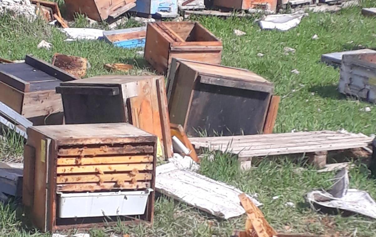 Kış uykusundan uyanan ayılar bal kovanlarına saldırdı
