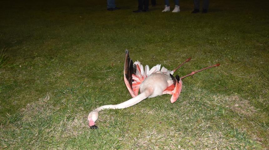 İzmir'de toplu flamingo ölümleri tedirgin etti