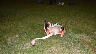 İzmir'de toplu flamingo ölümleri tedirgin etti