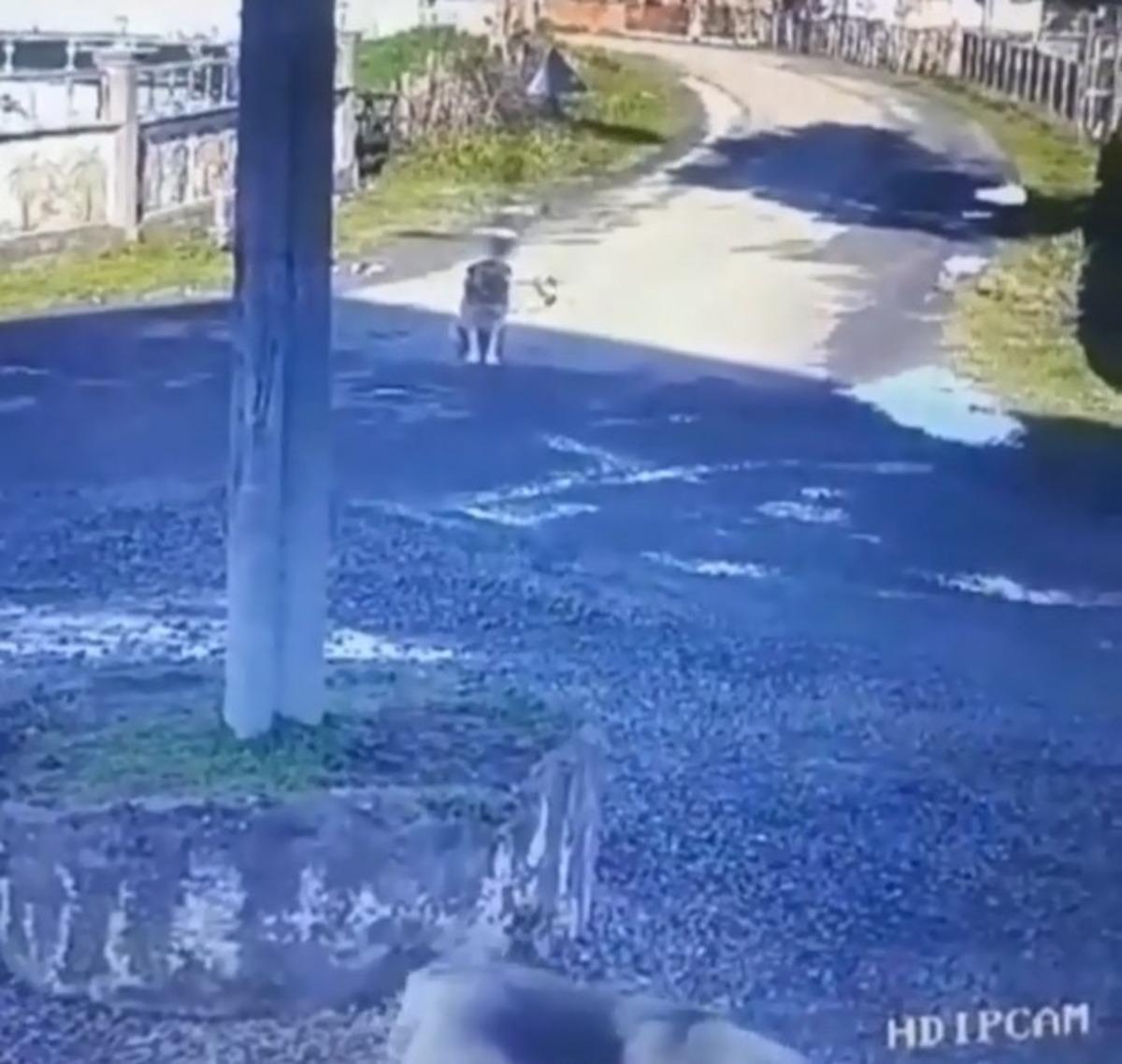 Servis aracıyla sokak k&ouml;peğini ezen s&uuml;r&uuml;c&uuml;ye ceza...O anlar kamerada