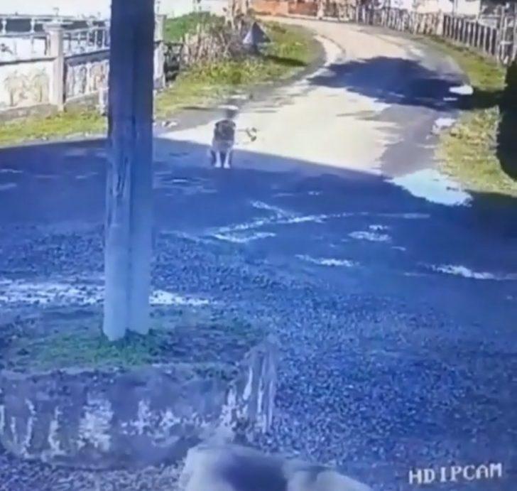 Servis aracıyla sokak köpeğini ezen sürücüye ceza...O anlar kamerada G1