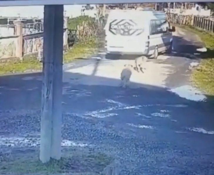 Servis aracıyla sokak köpeğini ezen sürücüye ceza...O anlar kamerada G2