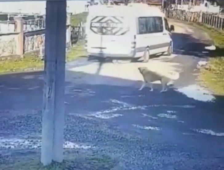 Servis aracıyla sokak köpeğini ezen sürücüye ceza...O anlar kamerada G3