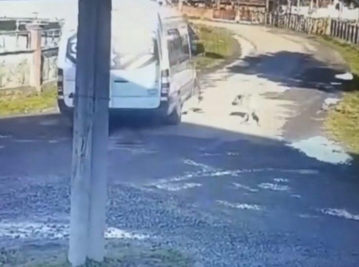 Servis aracıyla sokak köpeğini ezen sürücüye ceza...O anlar kamerada G4