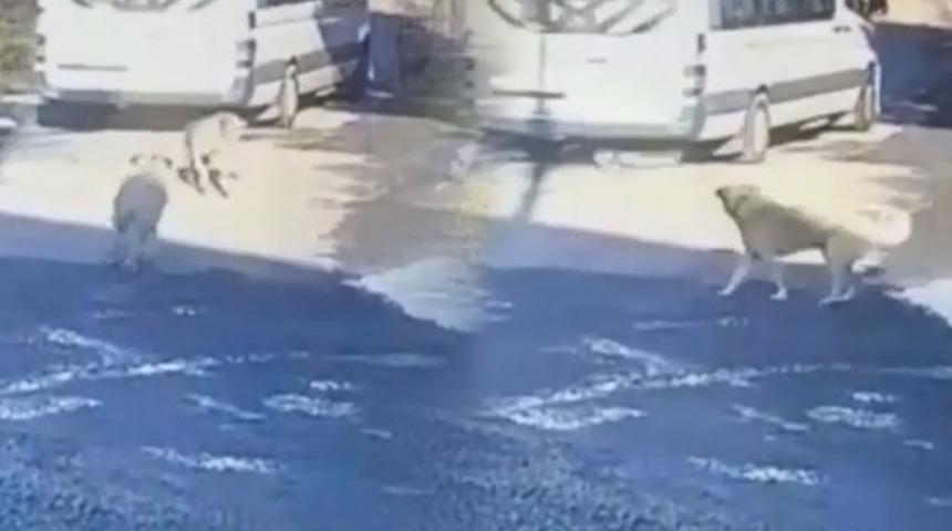 Dehşete düşüren olay! Yolda yatan köpeğin üzerinden geçti