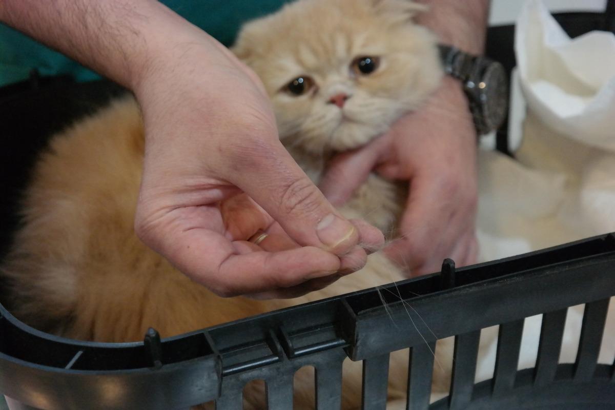 Kedileriniz t&uuml;y d&ouml;k&uuml;yorsa dikkat