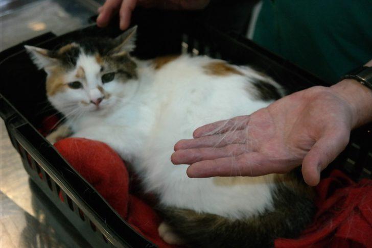 Kedileriniz tüy döküyorsa dikkat G3