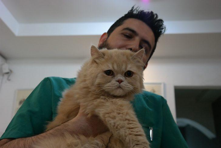 Kedileriniz tüy döküyorsa dikkat G4