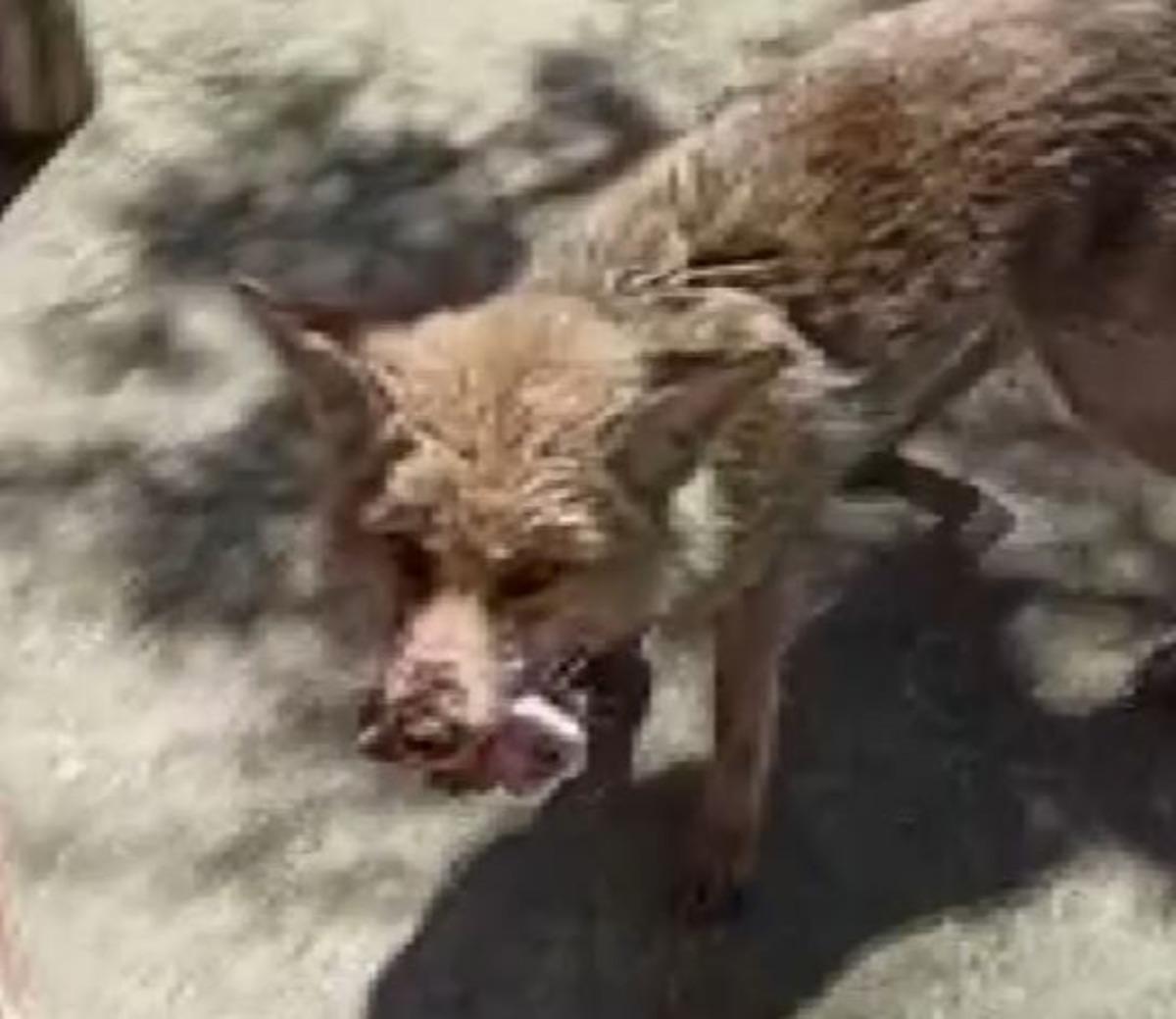 Yaralı tilkiyi tedavi etti, doyurdu, doğaya saldı