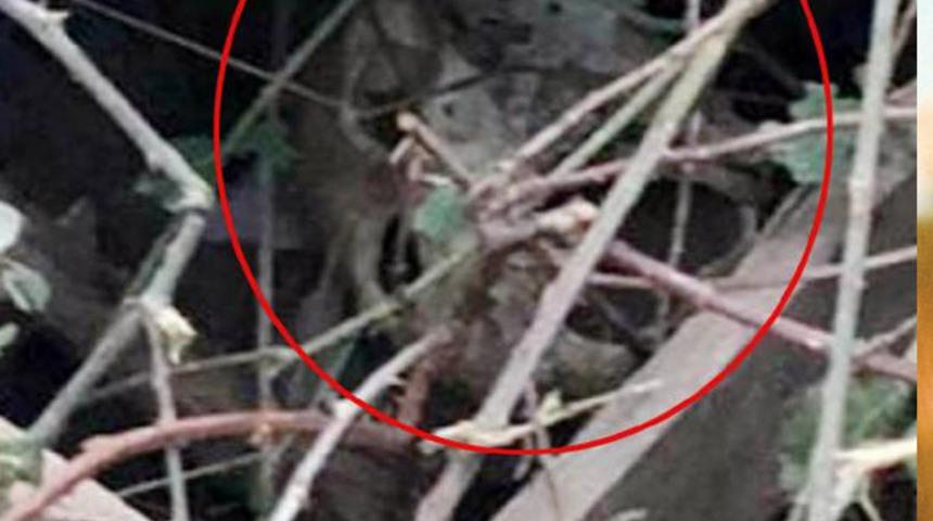 Antalya'da dere kenarında insan kafatası bulundu! Ekipler alarma geçti