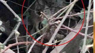 Antalya'da dere kenarında insan kafatası bulundu! Ekipler alarma geçti