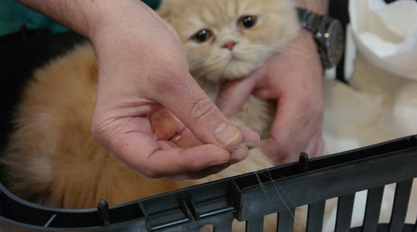 Kediler neden tüy döker? Tüy dökme sorununu önlemek mümkün mü?