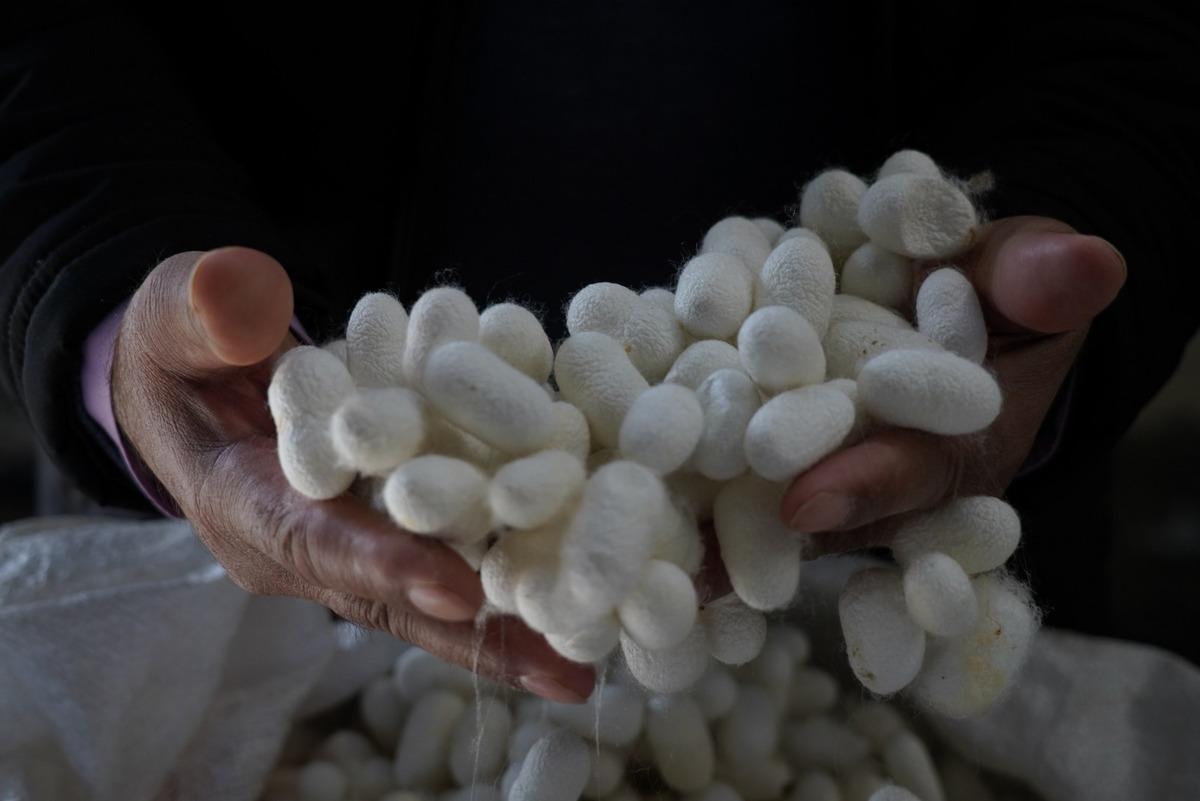 İpeğin &lsquo;tarladan podyuma&rsquo; ser&uuml;veni sergilenecek