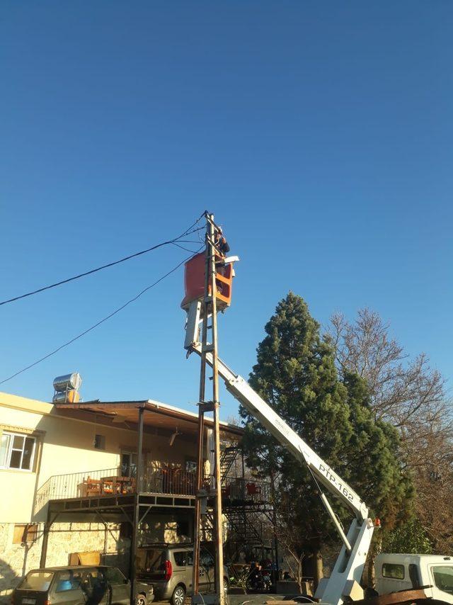 Elektrik akımına kapılan inek telef oldu