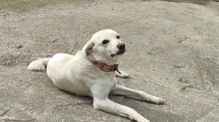Sahibi tedavi gören 'Pamuk' köpek, 14 gün hastane kapısında bekledi