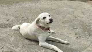 Sahibi tedavi gören 'Pamuk' köpek, 14 gün hastane kapısında bekledi