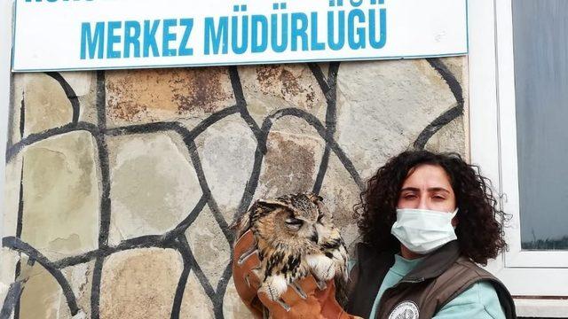 Yaralı kuşlar tedavi altına alındı