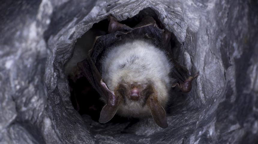 Koronaya ilişkin çok ilginç iddia: O şekilde bulaşmadı!