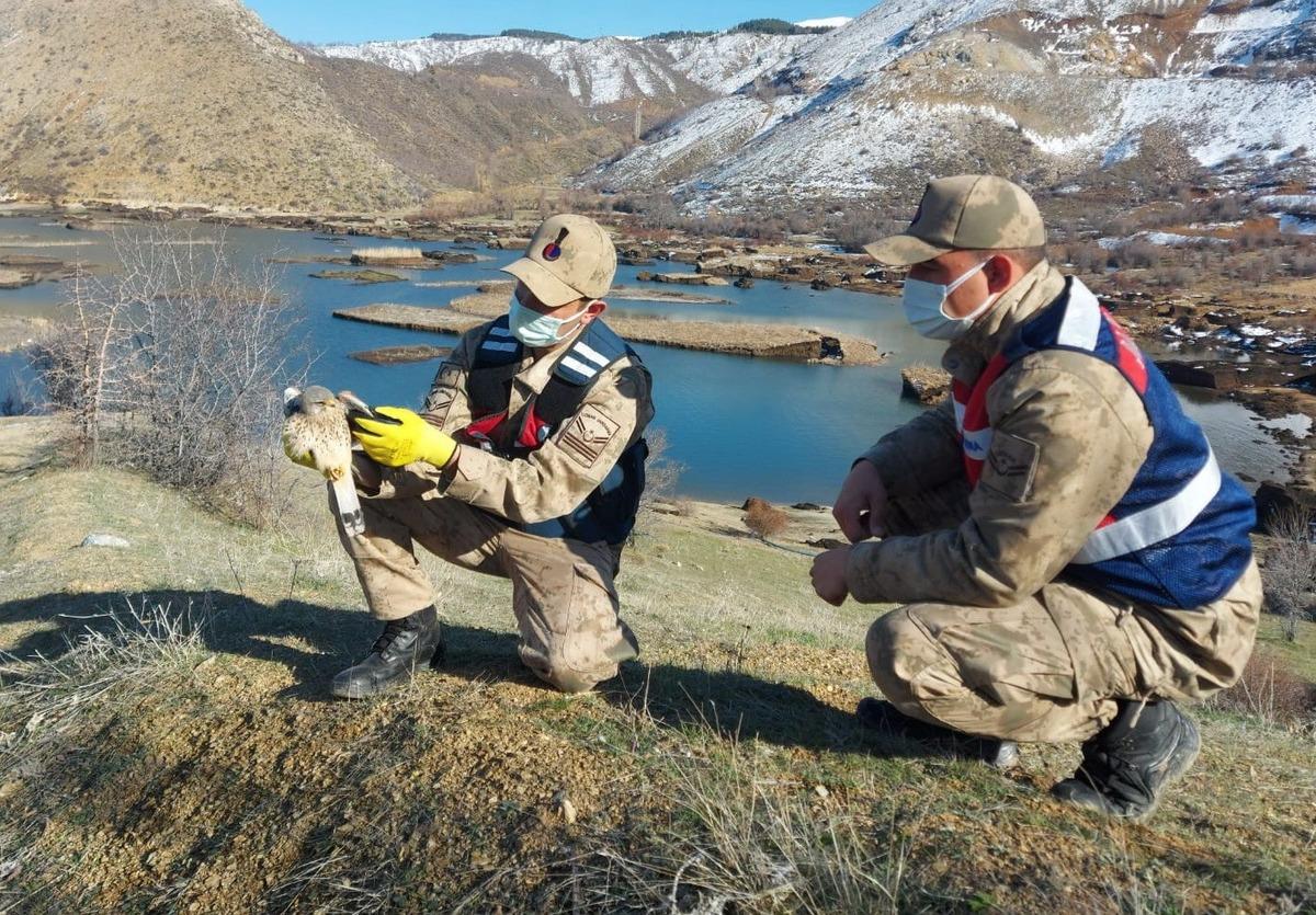 Jandarma ekipleri yaralı şahin i&ccedil;in seferber oldu