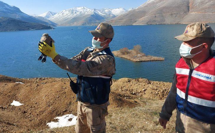 Jandarma ekipleri yaralı şahin için seferber oldu G3