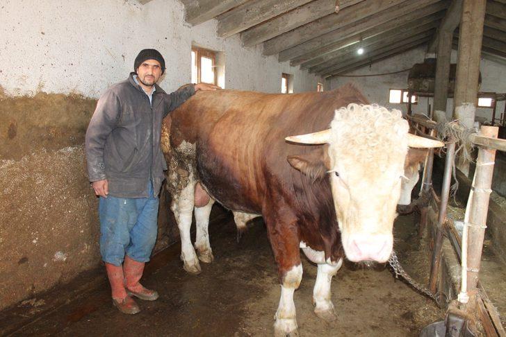 Hibe makine ile hazırladığı yemle beslediği boğayı 30 bin TL’ye satışa çıkardı G1