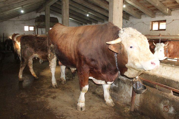 Hibe makine ile hazırladığı yemle beslediği boğayı 30 bin TL’ye satışa çıkardı G2