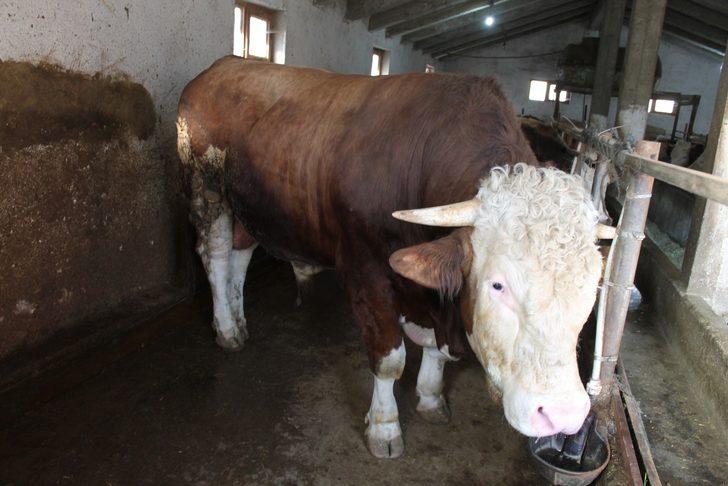 Hibe makine ile hazırladığı yemle beslediği boğayı 30 bin TL’ye satışa çıkardı G3