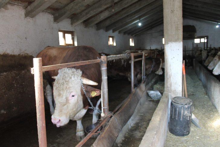 Hibe makine ile hazırladığı yemle beslediği boğayı 30 bin TL’ye satışa çıkardı G4