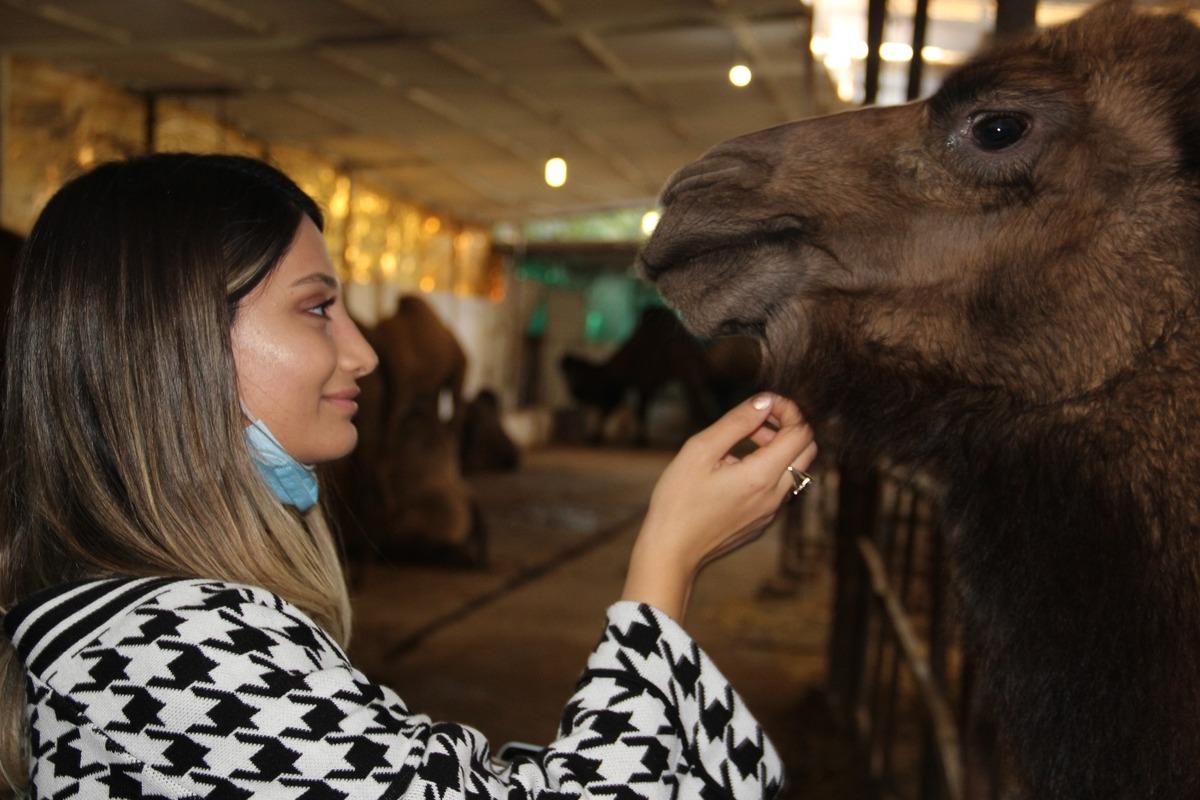 Ayşeg&uuml;l &Ouml;ğretmen, develerle stres atıyor
