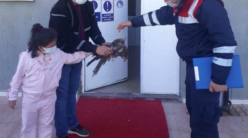 Jandarmanın yaralı bulduğu kartal tedavi altına alındı