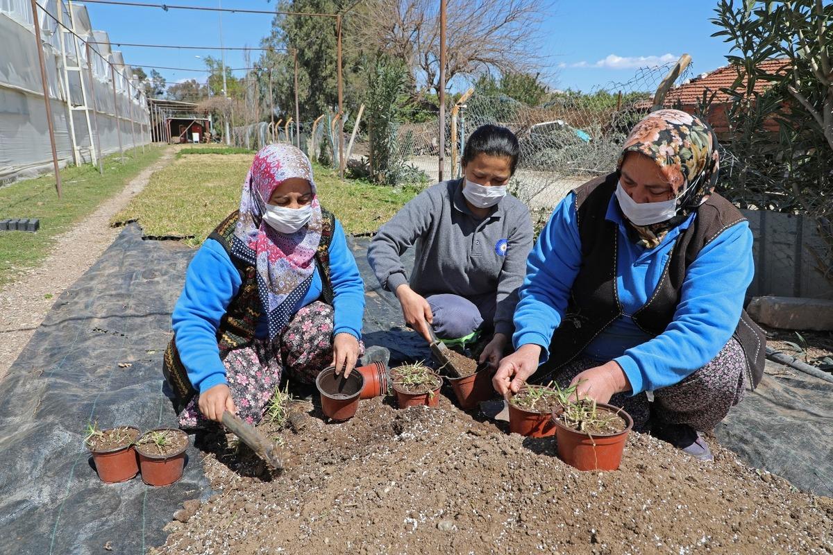 Susuzluğa ve kuraklığa dayanaklı 12 bin 500 adet &ccedil;im fidesi &uuml;retildi
