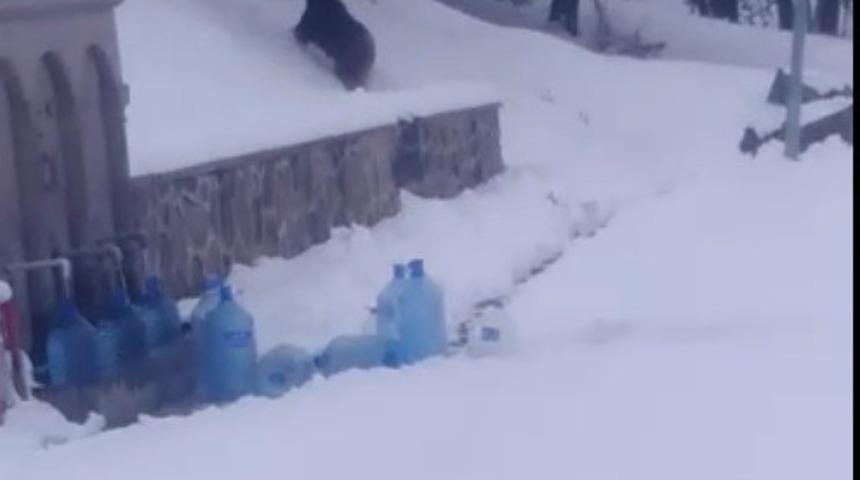 Sarıkamış&rsquo;ta ayılar kış uykusundan uyandı