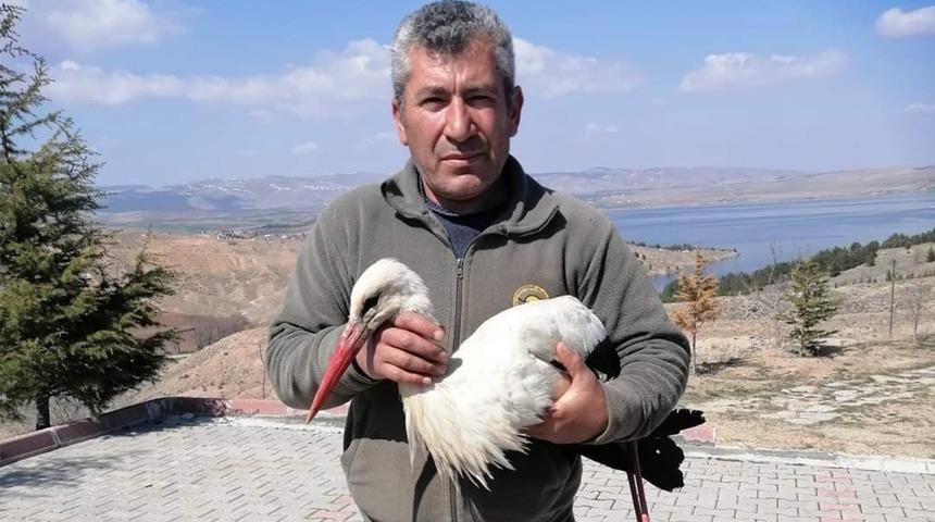 Göç yolundaki ’Polonyalı’ leylek bitkin düştü