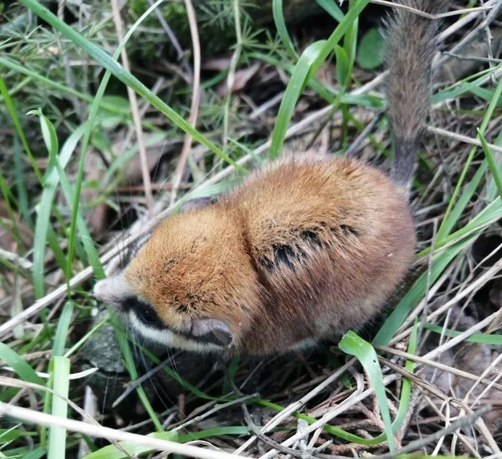 Nesli tehlikede olan Ağaç Yediuyuru Balıkesir’de görüldü G1