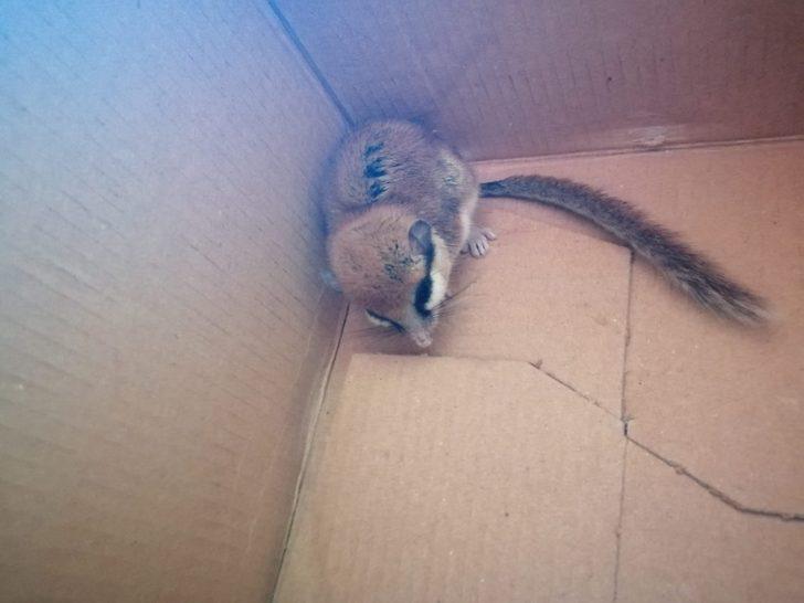 Nesli tehlikede olan Ağaç Yediuyuru Balıkesir’de görüldü G2